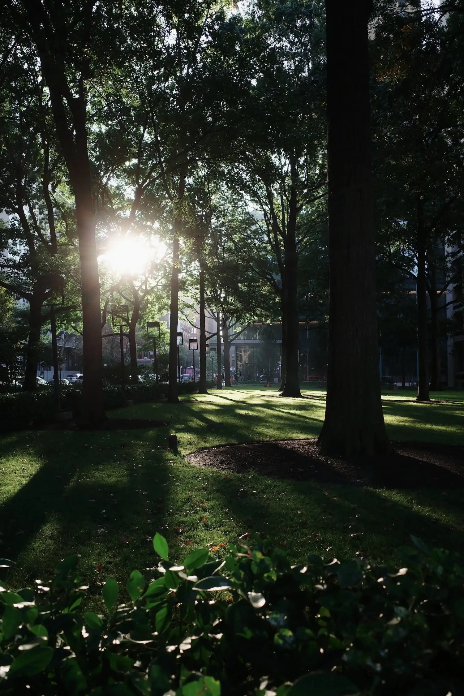 Morning sun breaking through trees on a city park lawn